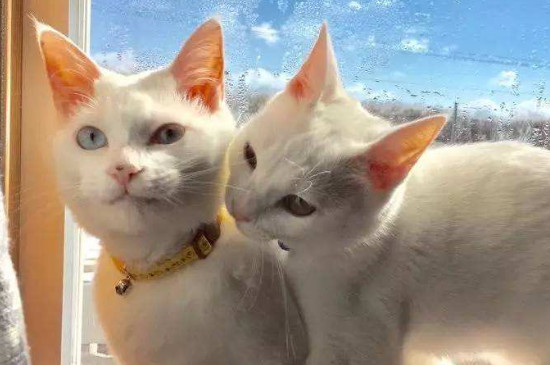 猫会杀主人吗