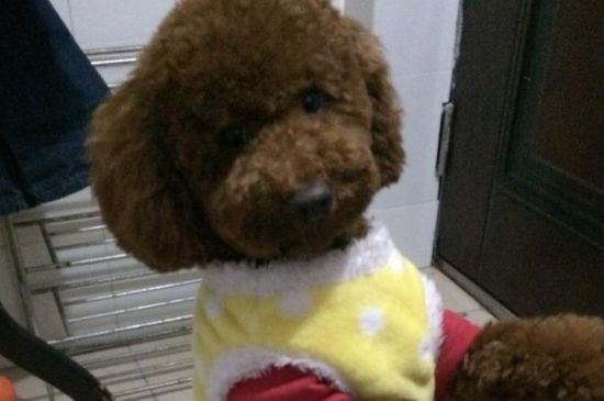 泰迪犬便秘怎么办