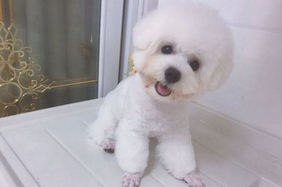 比熊剃毛后注意什么