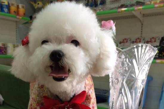 比熊犬口臭怎么办