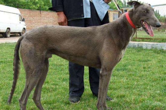 细犬和灵缇有什么区别