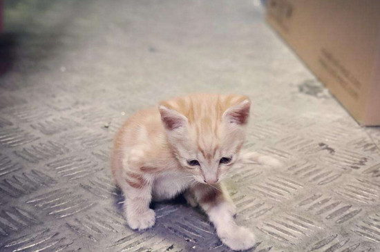猫一直吐猫粮