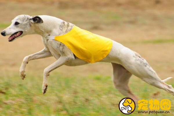 惠比特犬肌肉发达线条优美，家庭犬饲养的最佳选择之一