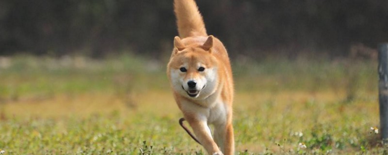柴犬几个月成年