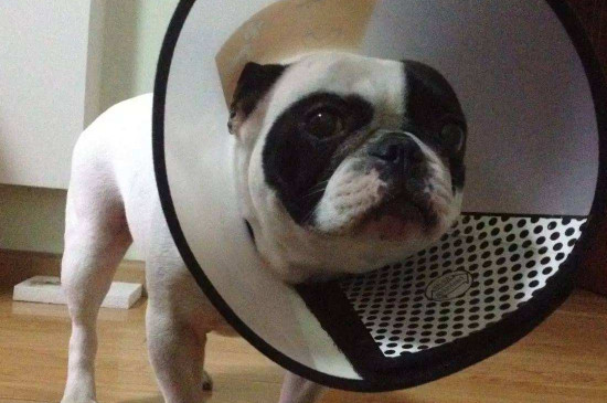 狗晚上哭豪是怎么回事