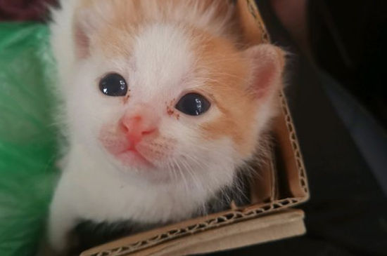 出生2天小猫拉稀怎么办，刚出生小猫拉稀正常吗
