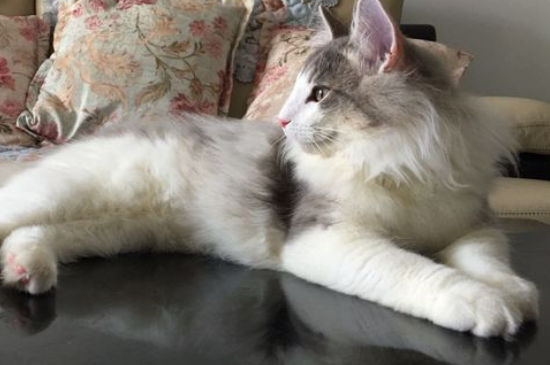 挪威森林猫粘人吗