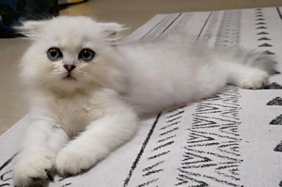 猫怎么趴着说明不舒服，猫咪难受趴着的姿势