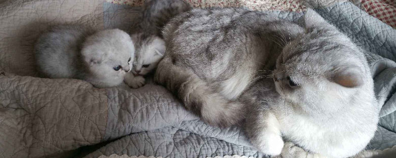 猫咪生完孩子不管