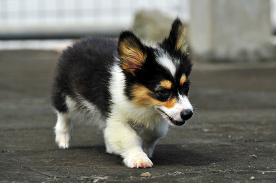 柯基犬打它能听话吗