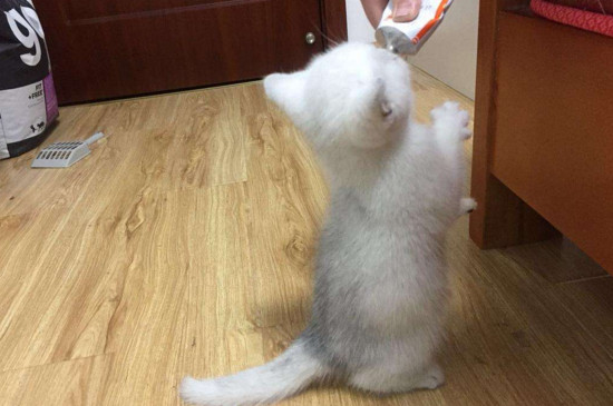 猫猫多少个月可以吃肉