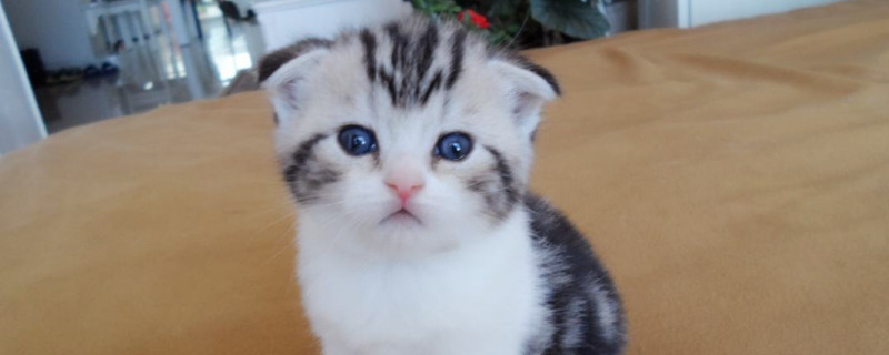 什么是半折耳猫