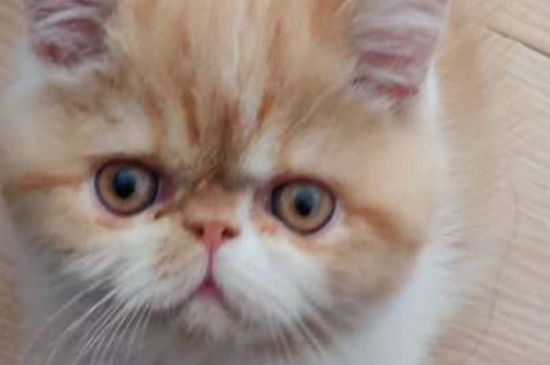 猫咕噜噜叫是怎么回事
