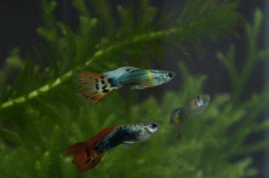 孔雀鱼宝宝多久能长大