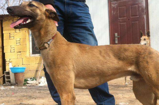 灵缇犬和细狗的区别