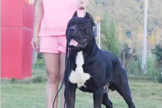 卡斯罗犬家养危险吗