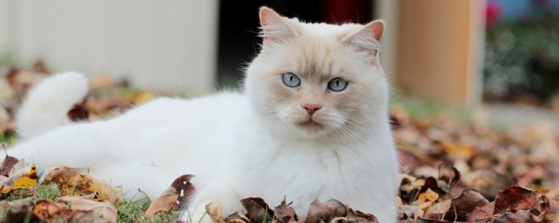 母猫多大来月经