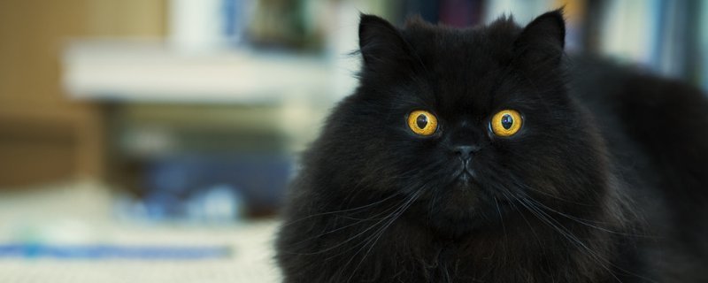 猫的瞳孔变成竖线