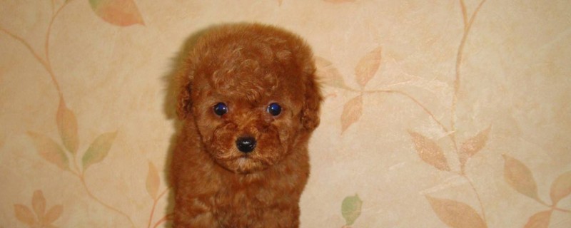 泰迪幼犬呕吐怎么办