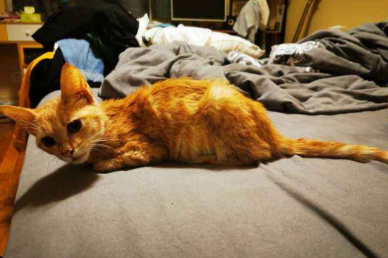 猫打完疫苗几天不吃饭