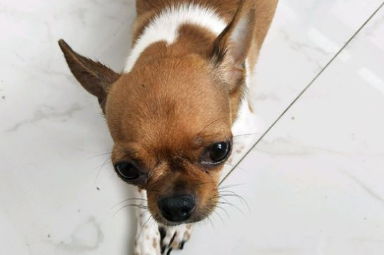 吉娃娃几个月算成犬