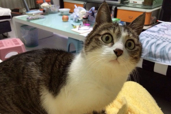 猫咪为啥走到哪跟到哪