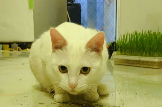猫咪肚子里有死胎怎么办