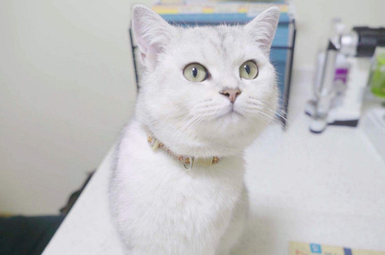 猫咪多大打疫苗