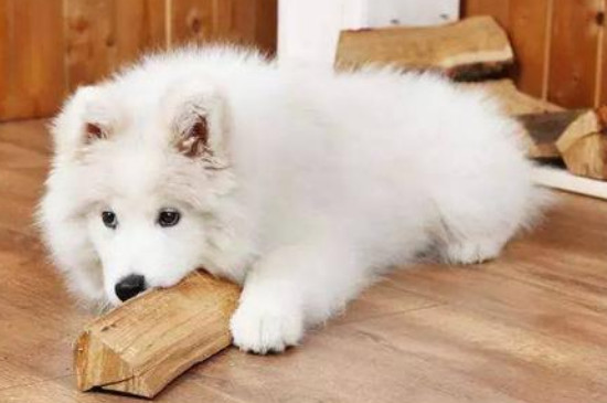 母犬绝育多久恢复