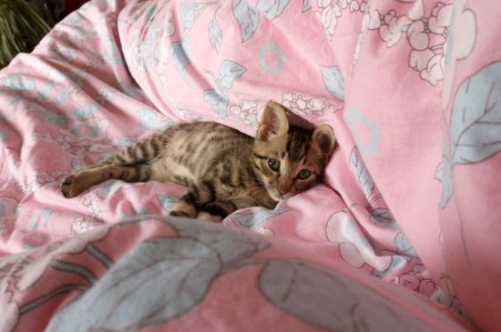 小猫出生多久可以碰