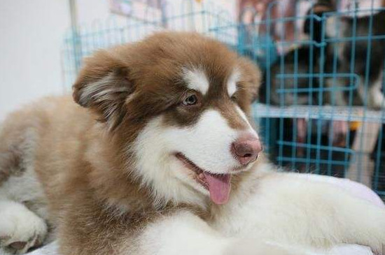 阿拉斯加犬怎么训练上厕所