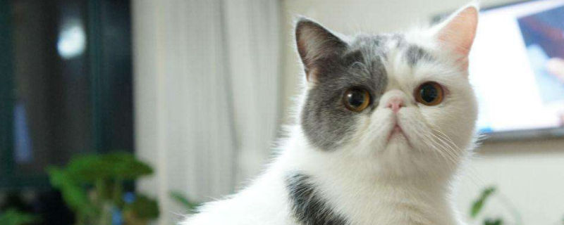 加菲猫为什么爱流眼泪