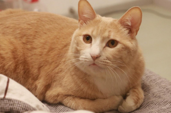 橘猫是中华田园猫吗