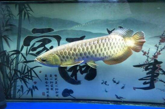 适合裸缸养的鱼