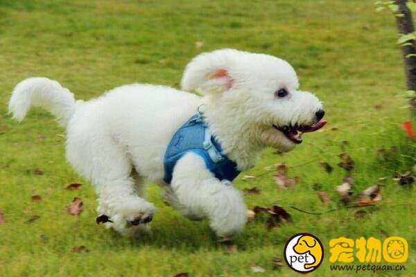 卷毛比熊犬掉毛程度如何，几乎不掉毛但需要经常打理
