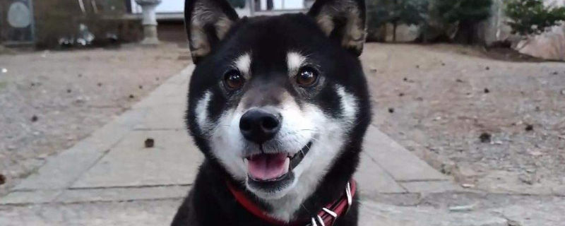 柴犬什么时候开始认主