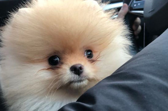被博美犬咬出血了