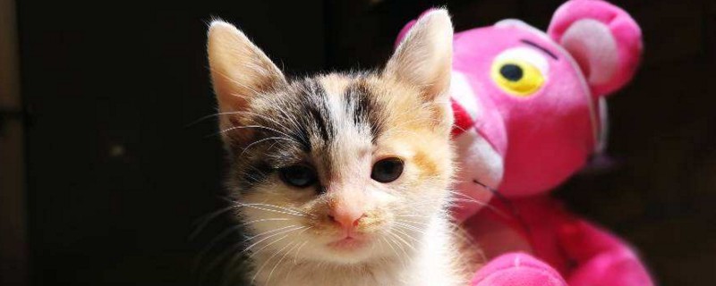 三个月猫咪一天吃多少