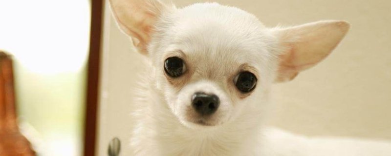 怀孕能养宠物吗