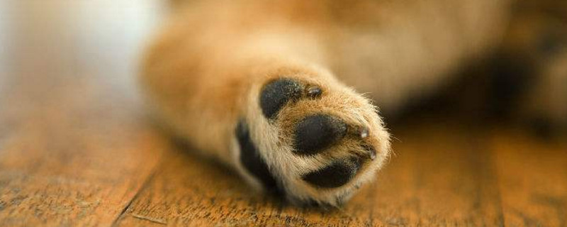 犬与狗的区别爪子