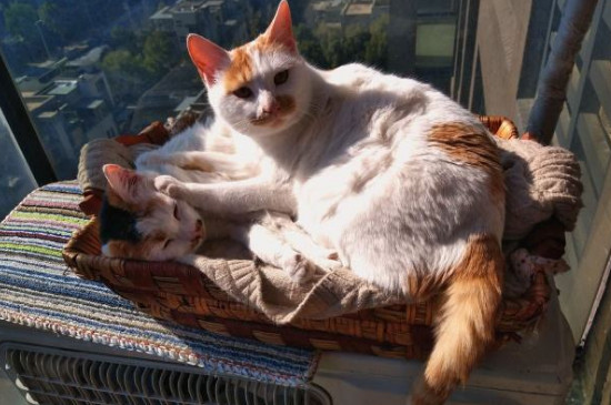 养两只猫的弊端
