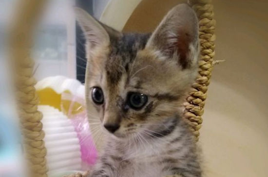 流浪猫一个月怎么洗澡