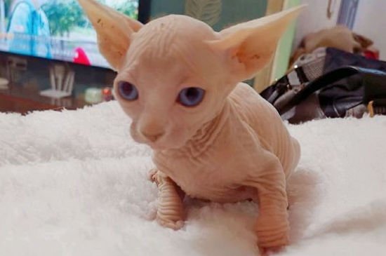 达克宁治猫藓吗