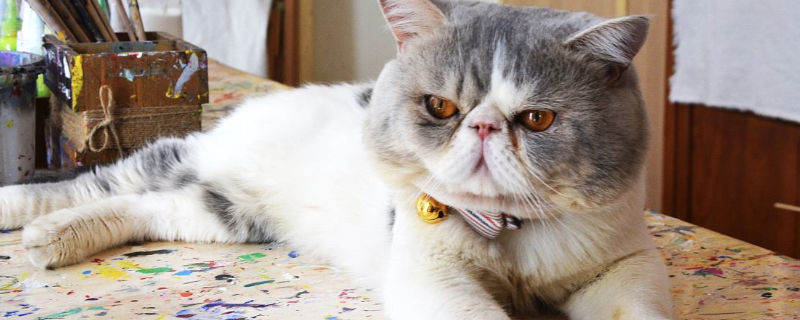 猫耳朵片状脱皮