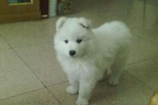 请问萨摩耶犬应该怎么养才是正确的