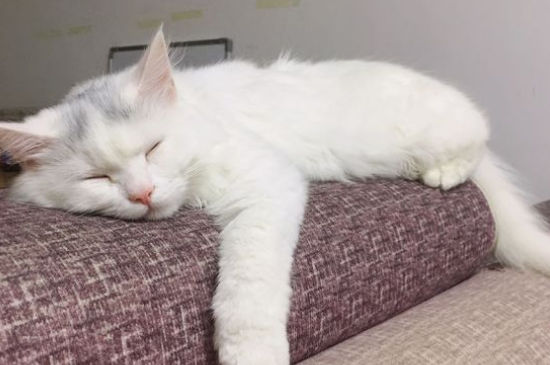 猫张着嘴呼吸急促