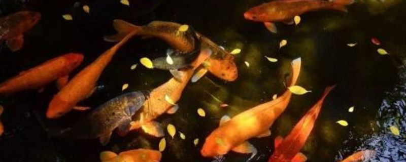 冷水鱼几天换一次水