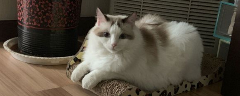 猫咪空嚼的原因