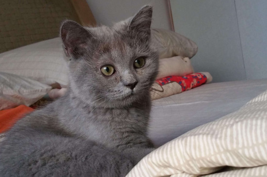 猫咪没虫也挠脖子吗，会挠但要注意观察脖子有无异常