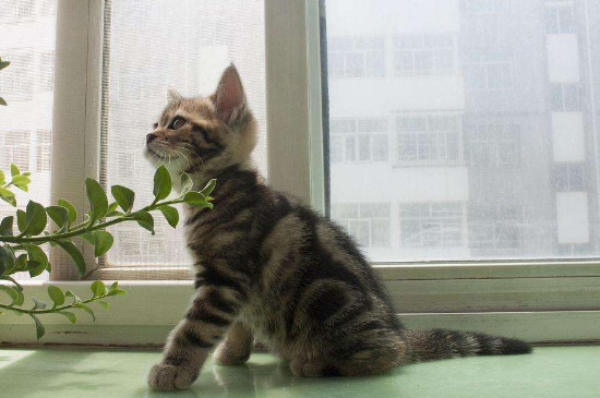 黑斑猫是什么品种